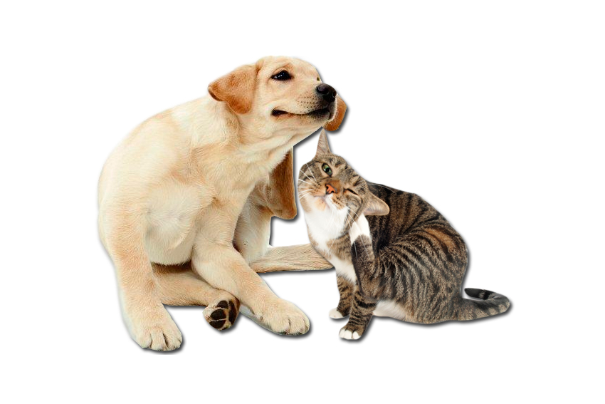 Dermatología de perros y gatos